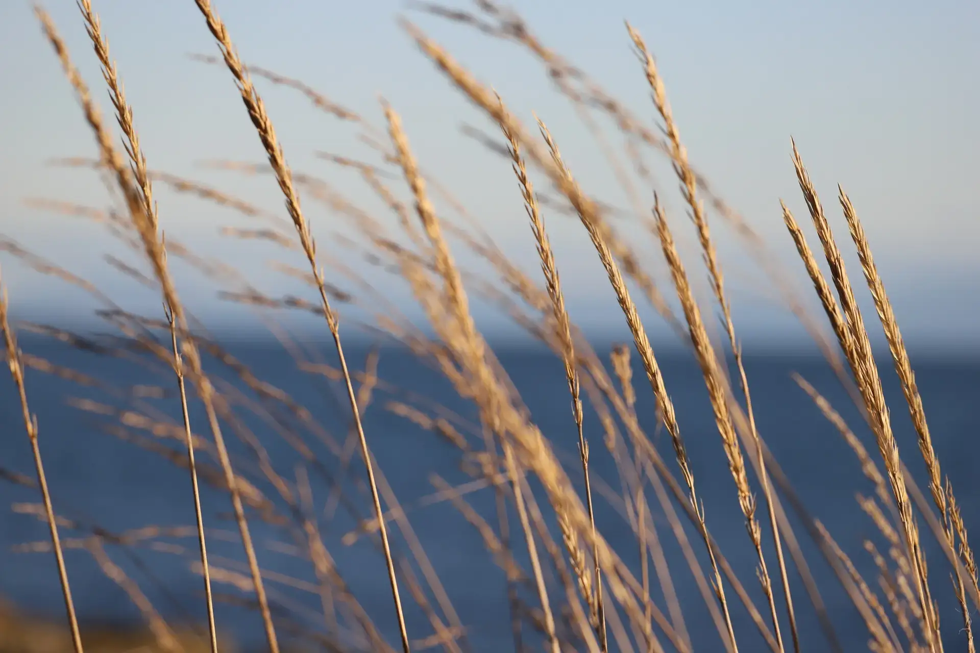 Dry grass swaying on light breeze